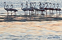 Fenicotteri (Elmas)